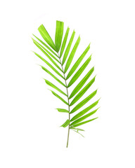 Wall Mural - Tropical palm leaf isolated on white background. Small palm leaf for bouquet decoration