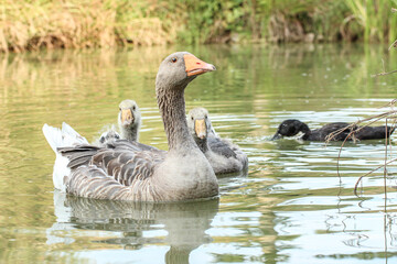 A goose and its goslings swimming in a pond