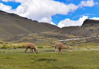 Alpacas and llamas