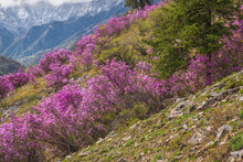 Rhododendron Purple Mountains Spring