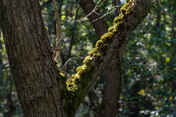 Green moss on the old tree's bark. Russian forest