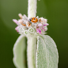 Ladybug On Lamb's Ear