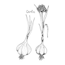 Head Of Garlic. Traditional Medicine. Herb. Whole Plant, Fresh Root, Flower. Spicy Condiment. Isolated Clipart Set On White Background. Hand-drawn Ink Sketch.