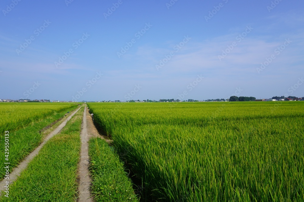 夏の田んぼ道/The Road of paddy field in summer Stock Photo | Adobe