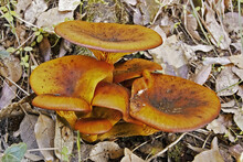 Group Of  Jack O 'lantern Mushrooms