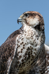 Poster - close up portrait of a saker falcon. It is taken against a clear blue sky and shows the head and upper bodies it looks to the left