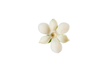 Wall Mural - White magnolia flower (Magnolia grandiflora) on isolated white background, with clipping path.