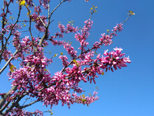 Purple Flowers Blossom In Spring, Judas Tree 
