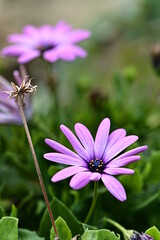 Wall Mural - Kalimeris indica, also known as Indian aster or Indian Kalimeris, is a flowering herbaceous perennial plant of the family Asteraceae (Compositae).