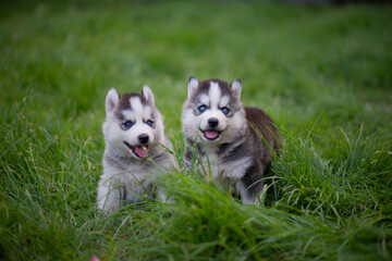 Wall Mural - Two Blue eyes siberian husky puppies sitting on green grass