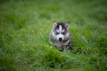 Poster - Blue eyes siberian husky puppy standing on green grass