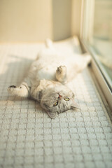 Poster - Cute british short hair cat lying on back in living room