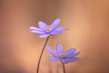 Wall Mural - Rather romantic portrait of two Anemone hepatica flowers in the warm spring light. Very fragile flowers, first to blossom in the spring, among old leaves from autumn before everything turns green