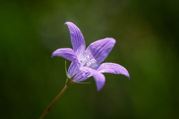 Wall Mural - A single blue bell blossom on green background. Beautiful fragile flower on spring meadow. Detailed close up shot. 