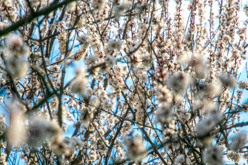 Poster - White tender apricot tree flowers in spring orchard	