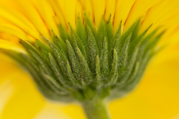 A close up macro image of the underside of a yellow gerbera flower with patterns