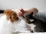 Fototapeta Koty - cat eats from hands of woman, friendship of a cat and a dog