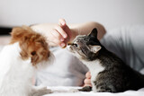Fototapeta Koty - cat eats from hands of woman, friendship of a cat and a dog