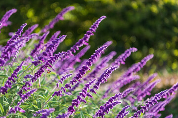 Wall Mural - Purple lavender flowers in full bloom