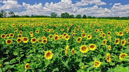 Wall Mural - Sunflower oil production. Sunflower field in summer. Agriculture in Poland