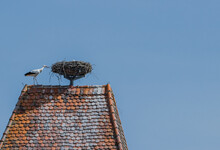 Stork On The Roof