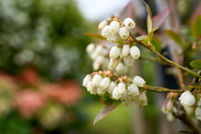White Blueberry Flowers On Fresh Spring Growth On A Fruit Farm. UK Farming.