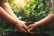 hand planting young tree on soil with sunshine in garden