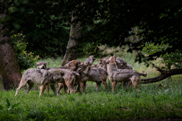 Wall Mural - Loup gris d'Europe