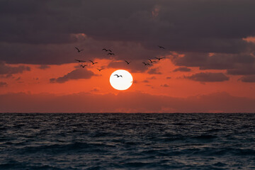 Wall Mural - sunset over the ocean with birds