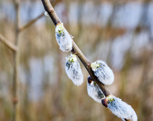 Spring background of nature. A willow branch with white fluffy catkins. The symbol of Easter. Close-up, copy space.