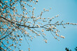 © felix - Kirschblüten im Himmel