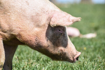 Wall Mural - cochon porc porcelet viande elevage agriculture 