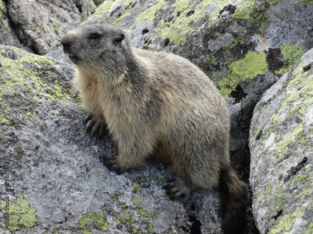 Świstak w Tatrach, Marmot, zwierzęta w górach, TPN,  - obrazy, fototapety, plakaty 