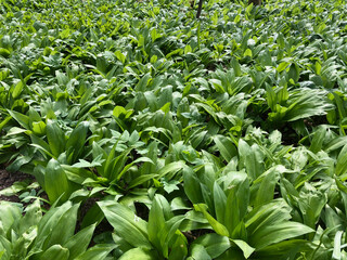 Wild garlic in forest Ulm 2 - by juma