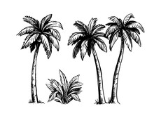 Tropical Coconut Palm Trees. Black And White Hand Drawn Vector. 