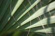 Green Palm leaf for a pattern abstraction