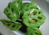 Fototapeta  - maranta leuconeura kerchoveana variegata little plant in a pot