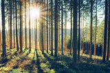 Fototapeta Las - Beautiful spring forest with bright sunlight in the fog.