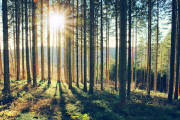 Wall Mural - beautiful spring forest with bright sunlight in the fog.