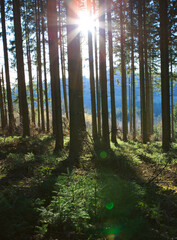 Wall Mural - beautiful spring forest with bright sunlight in the fog.