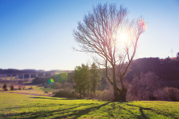 Wall Mural - the sun shines through a majestic green tree in a meadow.