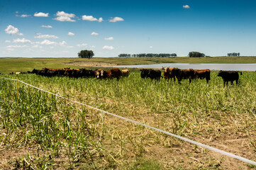 Wall Mural - cow