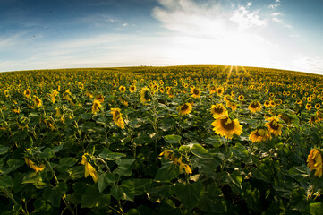 Wall Mural - sunflower