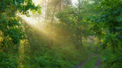 Fototapete - Walk in magical summer forest. Lush green trees and light morning fog. Sun breaks through the foliage of the trees, forming magnificent warm rays. Summer forest nature