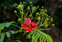 Flame Tree  Flowers Are Blooming In April 