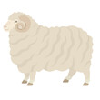 Merino sheep Ram Farm animals Flat vector illustration Isolated object