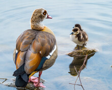 Egyptian Goose With Cute Small Goslings Standing On Stones On Lake