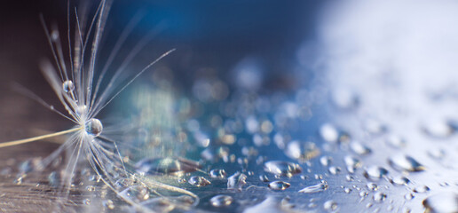 Wall Mural - a drop of water on dandelion.dandelion seed on a blue abstract floral background with copy space clo