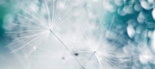 Wall Mural - a drop of water on dandelion.dandelion seed on a blue abstract floral background with copy space clo
