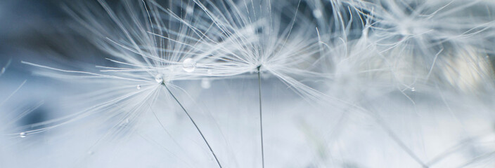 Wall Mural - a drop of water on dandelion.dandelion seed on a blue abstract floral background with copy space clo